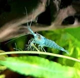 Blue Jelly Garnele - Leicht blaue Neocaridina