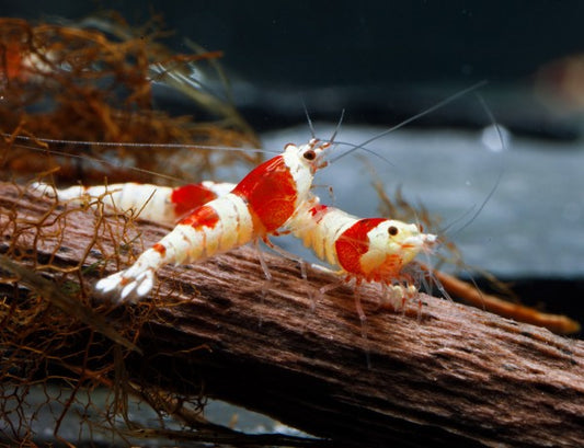 Red Bee Garnelen Mix - "Rote Biene" Caridina Garnele