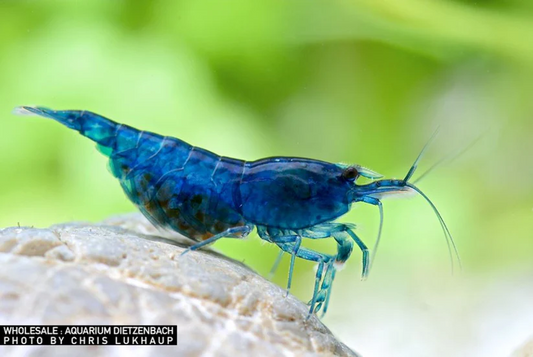 Blue Velvet Neocaridina davidi, Dunkelblaue