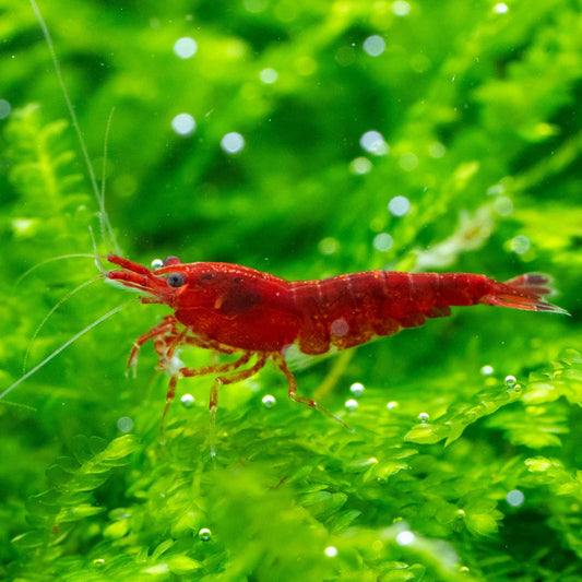 Bloody mary Garnele - Tief rote Neocaridinia