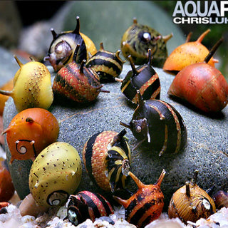 Bunte Geweihschnecke - Clithon sowerbyana